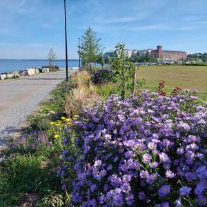 Kukkaloistoa kesällä Ranta-Tampellan rantaraitilla.