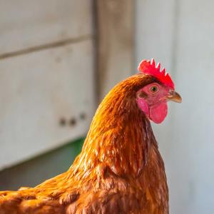 Punaruskea kana kanalassa.