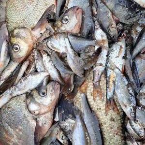 Pyydystettyjä eri kokoisia kaloja. 