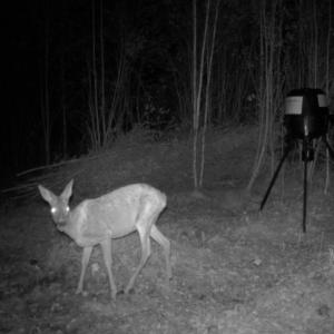 Metsäkauris houkutusruokintapaikalla pimeässä illassa.