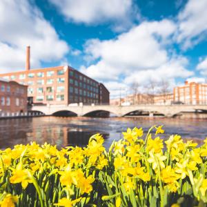Kukkivia narsisseja, joiden taustalla on Tammerkoski ja Tampereen vanhoja tehdasrakennuksia. 