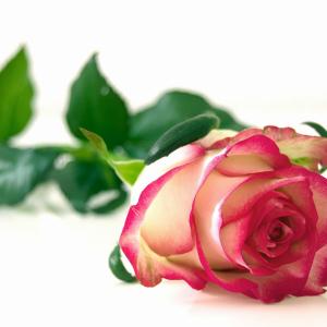 Kuvituskuva ruususta.