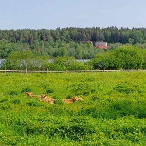 Hiehot lepäävät Hevoshaan laitumella.