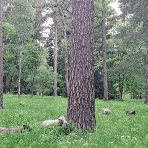 Lampaita Piikahaassa puiden katveessa.