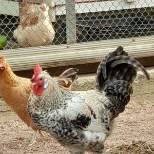 Mustavalkoinen kukko ja punaruskea kana Sorsapuiston lintulassa.