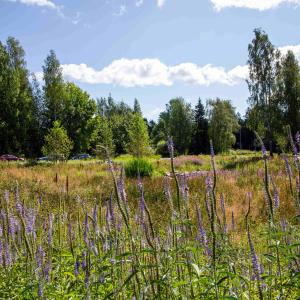 Kuvassa vihreää niittyä.