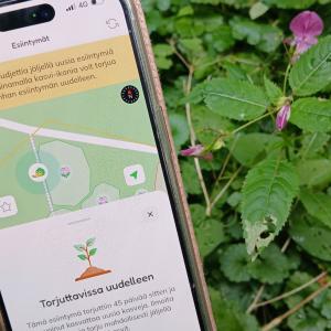 Mobiilipelin näkymä puhelimella ja jättipalsamikasvi taustalla. 