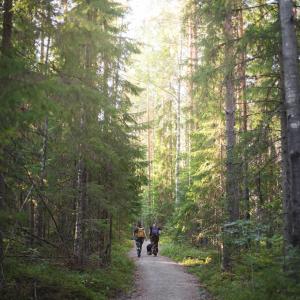 Ulkoilijoita ulkoilureitillä metsässä, jossa kasvaa korkeita puita.