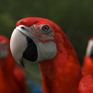 Havainnekuva papukaijasta. 