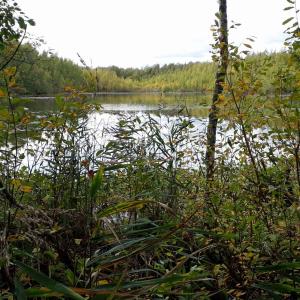 Vähäjärven rantaa ja rannan kasvillisuutta syksyllä.