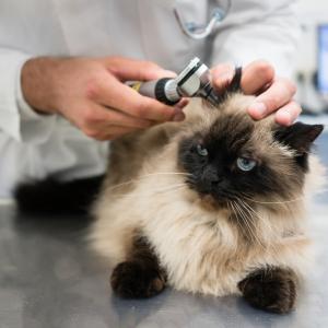 Eläinlääkäri tutkii kissan korvaa.