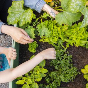 Two people tending to the plants in a garden box.