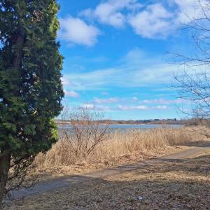 Iidesjärven rantareittiä maaliskuussa, etualalla tuija.