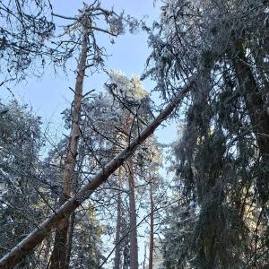 Konkeloon kaatunut puu Pyynikillä.