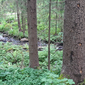 Puro, puita ja vihreää aluskasvillisuutta.