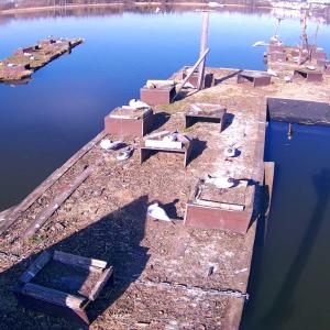 Lokkeja kelluvilla pesälautoilla Iidesjärvellä.