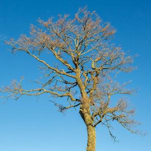 A leafless tree stands alone against a blue sky.