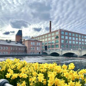 Kaiteessa on kiinni narsissilaatikko. Taustalla Frenckellin ja Siperian punatiiliset rakennukset.