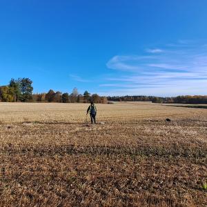 Pellon keskellä seisoo henkilä lapion kanssaja katsoo maata. Sininen taivas, puissa ruskaa.