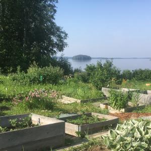 A view from the Tahmela garden plots toward the lake in the summer.