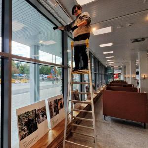 Henkilö ripustaa näyttelyä, seisoo tikkailla.