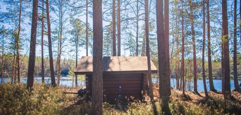 Puuliiteri Kintulammin metsässä järven rannalla