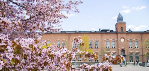 Kukkivia kirsikkapuita ja punatiilinen Frenckellin rakennus.