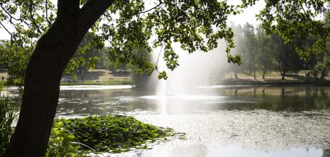 Puu Sorsalammen partaalla.