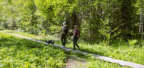 Kaksi retkeilijää koiran kanssa pitkospuilla.