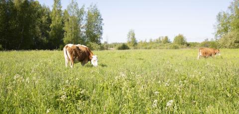 Lehmä lauduntaa vehreällä laitumella.