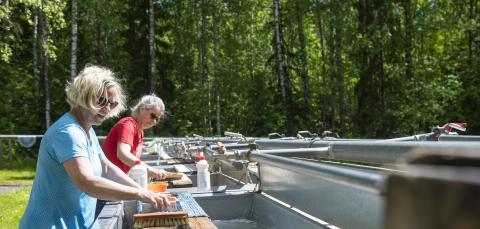 Naiset pesemässä mattoja Suolijärven matonpesupaikalla.