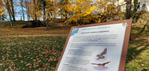 Lepakkorasti syksyisessä Näsinpuistossa.