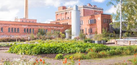 Kesäinen viljelypalsta Hiedanrannassa, tiilirakennuksia taustalla.