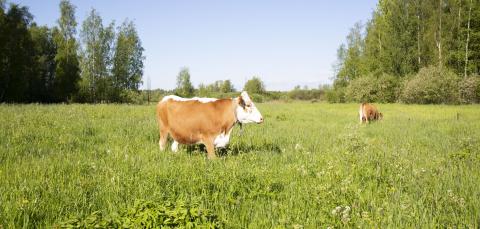 Kaksi hiehoa laiduntaa vihreällä niityllä.