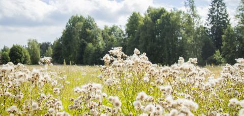 Kesäinen kukkiva peltomaisema.