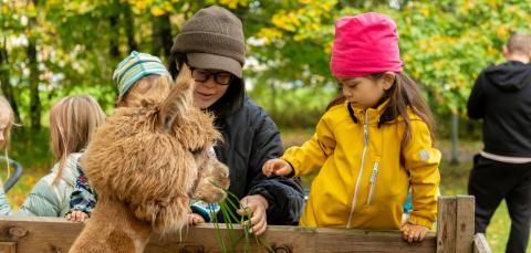 Nainen ja kaksi lasta syöttävät puuaitauksessa olevaa alpakkaa vehreässä syysmaisemassa