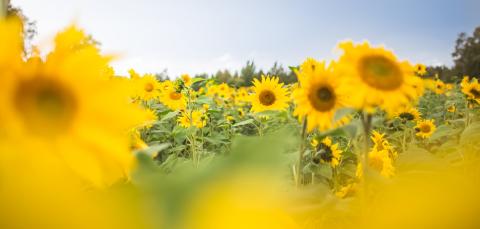 A field of sunflowers in summer.