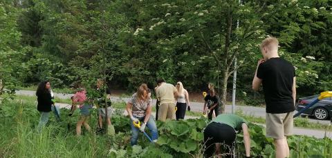 opiskelijoita kitkemässä vieraslajeja