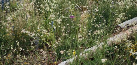 Kukkiva niitty ja lahopuuta.