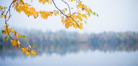 Tampere Arboretum syksy