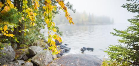 Kaupin metsää ja rantaa syksyllä.