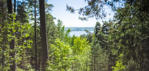 Pyynikin kesäistä metsämaisemaa