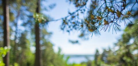 Pyynikin metsää kesällä