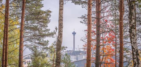 Pyynikin metsämaisemaa, taustalla näkyy Näsinneula.