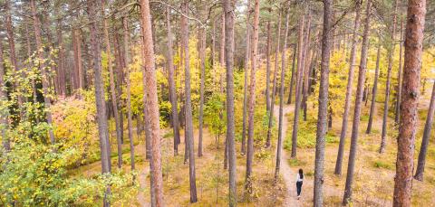Pyynikin metsä syksyinen maisema.