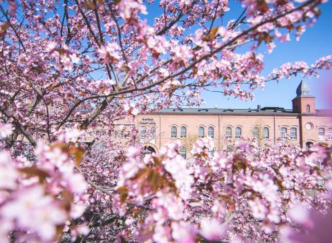 Frenckellin aukio ja kukkivat kirsikkapuut
