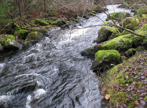 Vehkakoski Terälahti
