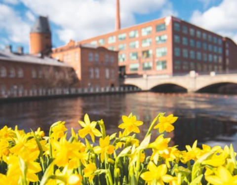 Kuvassa narsisseja ja Tampereen Finlaysonin alueen kiinteistöjä