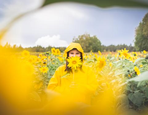 A person wearing a yellow rain goat and standing in a sunflower park.