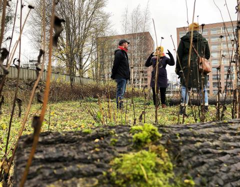 Kolme henkilö seisoo puistoalueella maassa makaavan lahopuun takana.
